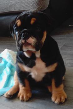 river, Bulldog