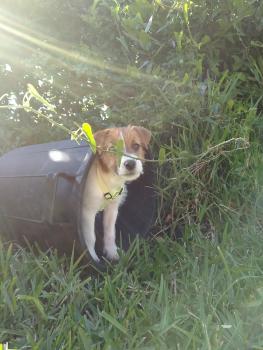 Dina, Parson Jack Russell Terrier (De Pelaje Corto - Suave)