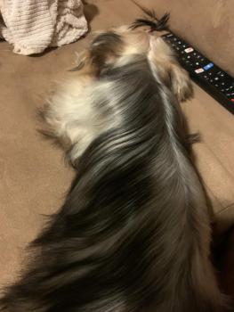 Dulce, Yorkshire Terrier