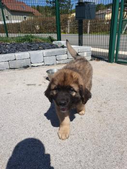 Athos, Leonberger