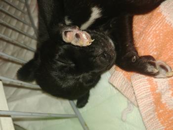 Rebelle, Otros perros