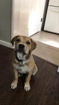 Lila, Cane Corso