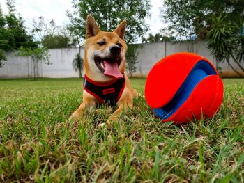 Tanuki D. Haki, Shiba Inu Japonés