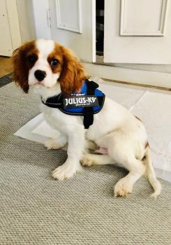 Hatch, Cavalier King Charles Spaniel