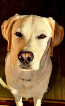 BoB, Labrador Retriever