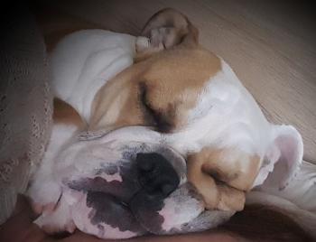 PANYA, Bulldog