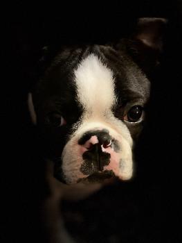 Ziggy, Boston Terrier
