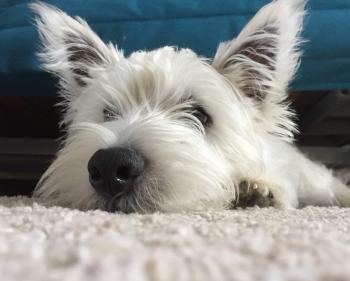 Pixel Topaz, Westies