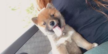 Red, Shiba Inu Japonés