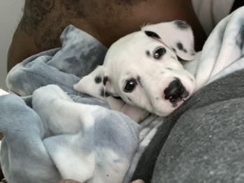 Zara, Dalmata