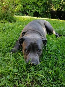 Pacco, Cane Corso
