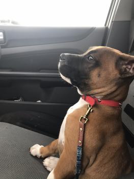 Levi, Staffordshire Bull Terrier