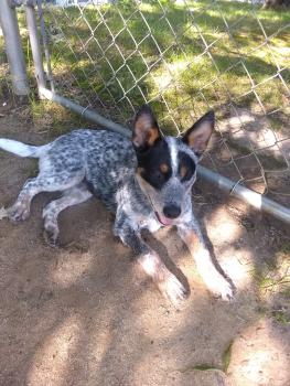 Ruger, Perro australiano del ganado