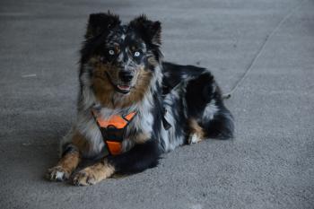 Hatchi, Pastor Australiano