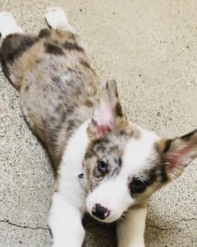Senna, Welsh Corgi Pembroke