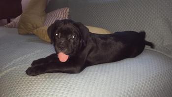 Julius Cesar, Cane Corso