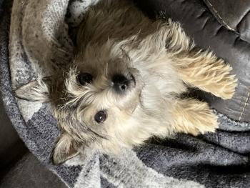 Whiskey Skye, Cairn terrier