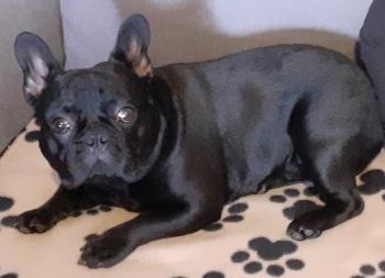 Enzo, Französische Bulldogge