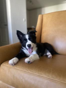 Sonic, Border Collie