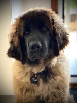 Gros Louis, Leonberg