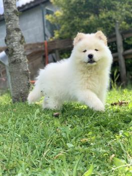 Rubis, Samoyedo