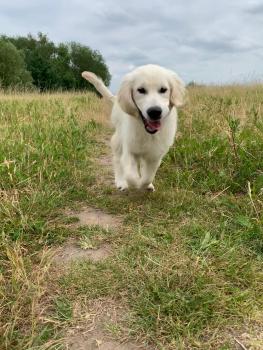 Rio, Golden Retriever