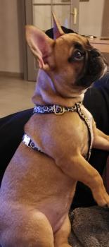 Pookie, Bulldog Francés