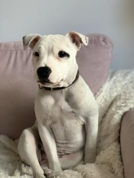 Ruby, Staffordshire Bull Terrier