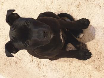 Rio, Staffordshire Bull Terrier
