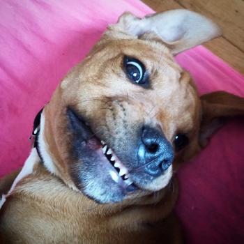 Tyson, American Staffordshire Terrier