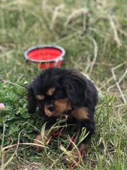 RAVEN, Cavalier King Charles Spaniel