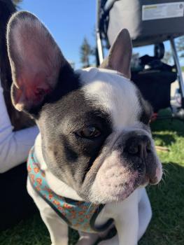 Zephyr, Bouledogue francese