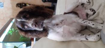 Rochy, Springer spaniel inglés