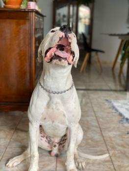 Drogo, Dogo Argentino