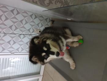 Pinka, Malamute De Alaska