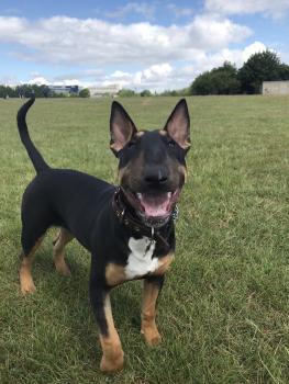Rio, Bull Terrier