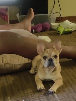 Lilo Rajah, Bulldog Francés