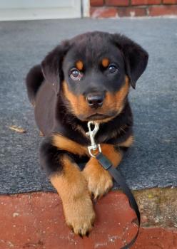 Drogo, Rottweiler