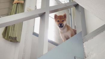 Dang-Geun, Shiba Inu Japonés