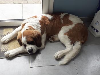 Ryna, Saint Bernard