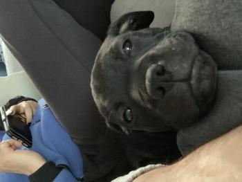 Roméo, Staffordshire Bull Terrier