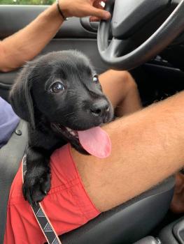 Radja, Labrador Retriever