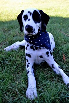 Miles, Dalmatian