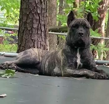 Loki, Cane Corso