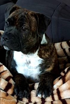 Hari, Staffordshire Bull Terrier