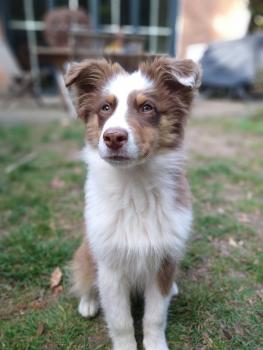 Maika, Australian Shepherd Dog
