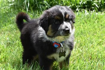 BearTrap, Australischer Schäferhund