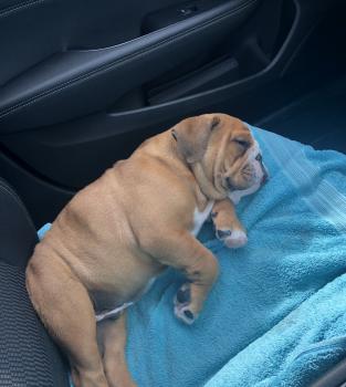 Lenny, Bulldog