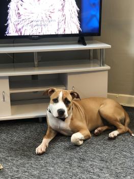 Nala, Bulldog americano