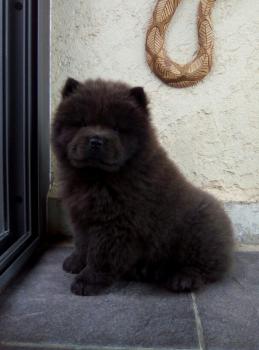 ROMY, Chow Chow